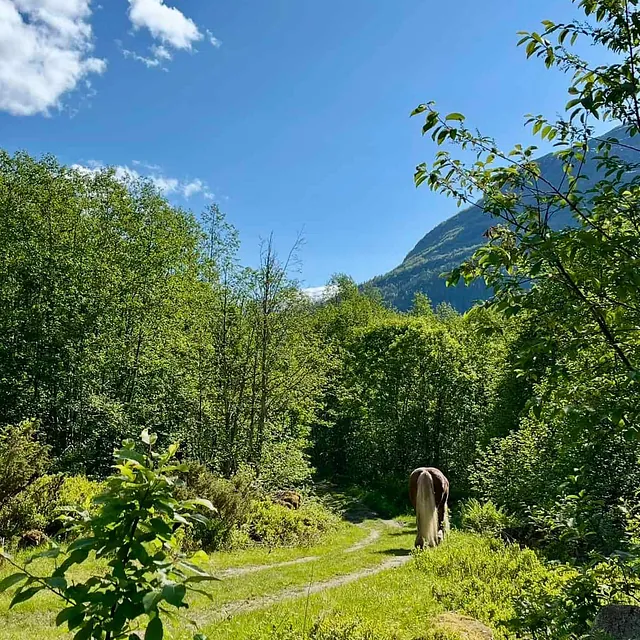Hest følger sti gjennom frodig skoglandskap med fjell i bakgrunnen på en solrik dag.